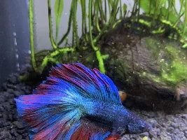 Share your bettas