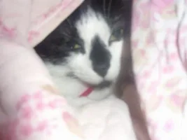 My Kitties