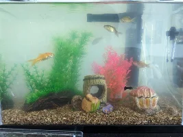 3 Gallon Tank Filtration