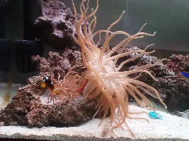 Condition of tank