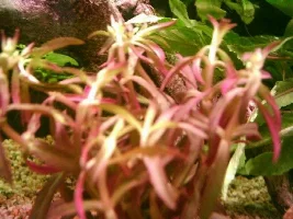 Plant ID