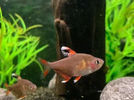 Hyphessobrycon or Megalamphodus bentosi, (Candy Cane T., Ornate T., “Sp HY511” Tetra)
