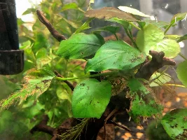 Leaves browning and dying