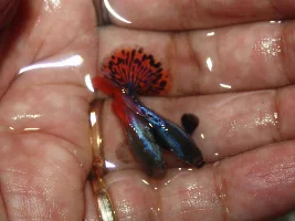Top view guppies...