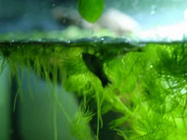 Finally tearing down ugly 57g, building new 36g to replace it!
