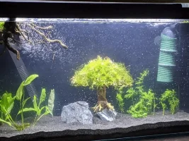 A place 4 my questions & ponderings as I build a 34 Gallons (127L) tank