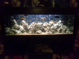 My Fish