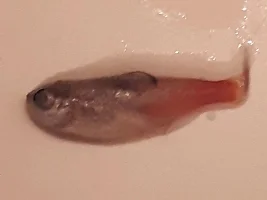 More Fish Loss Today Help