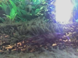 Plant? Weed? Algae? What Is This Stuff Please.