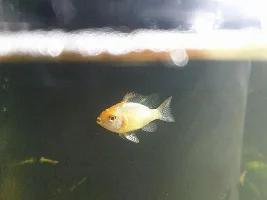 Apisto strange white dot on dorsal fin and head