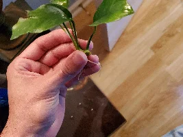 Plant i.d please