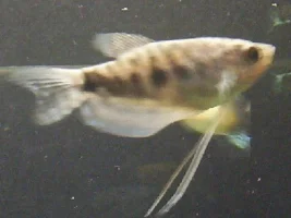 male or female?