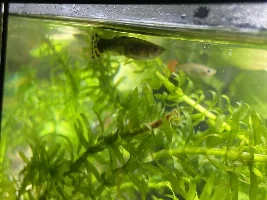 Females guppies issues help