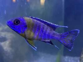 African Cichlids