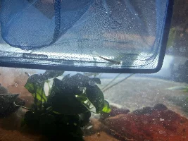 Thing found in tank