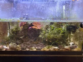 Life after dinoflagellates
