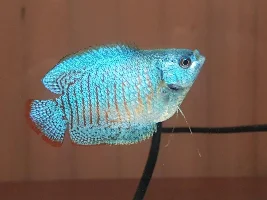 Meet Swimithy (Dwarf Gourami Stopped eating)