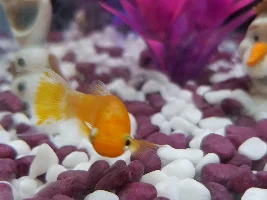 Transparent Molly?