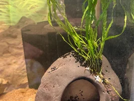 3 season porch tank with native fish…