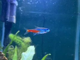 Could someone help me sex my tetras?