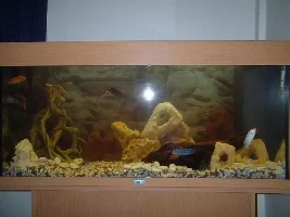 Re Arranged Tank