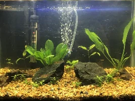 VOTE NOW...August 2019 Tank of the Month