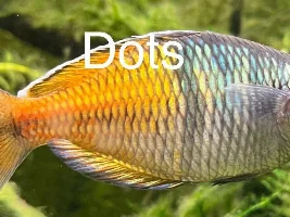 White, thick fuzzy poop and bacterial infections in my 90 gallon freshwater community tank