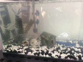 Golden algae eater with guppies