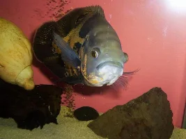 post your oscar or severum