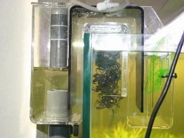 Planted tank for tetras (slow burn)