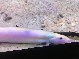 Golden weather loach with multiple bumps