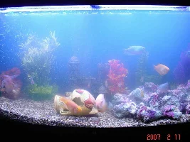 My Fun Tank...