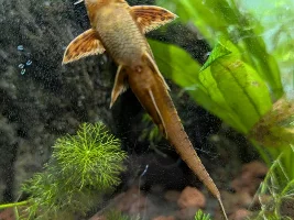 Red lizard whiptail catfish sexing