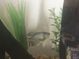 Male or Female?