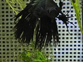 Show me your Fish!