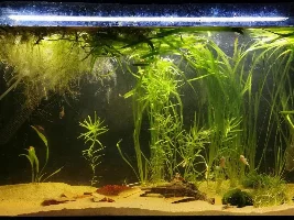 Planted 52