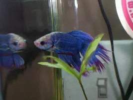 new crown tail....