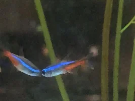 Sick Neon Tetra! I’m a beginner and I need advice