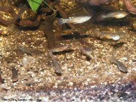 What is your current favorite fish?