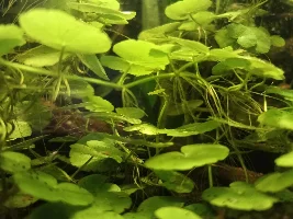 29.5 Gallon fish tank - Amazonian inspired
