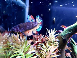 Share your bettas