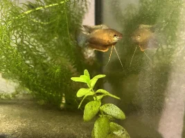 Help! My honey gourami’s are turning black?