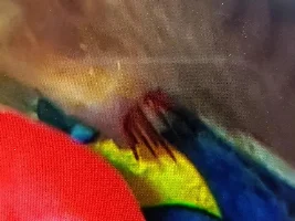 Red Spikes on Guppies Please Help!!