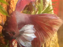 Favorite Betta Tail Type