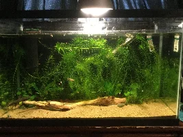 SUPER long Anacharis!