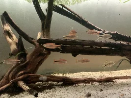 148.6L (39.2 gallon) aquarium journal
