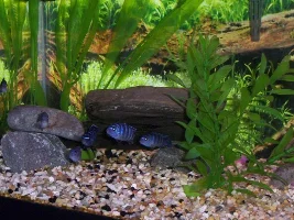My P. Demasoni