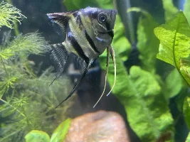 Hurt angelfish