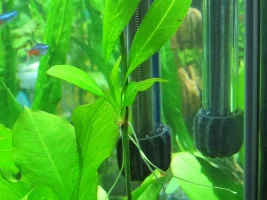 Amazon Sword Runner? How To Plant?