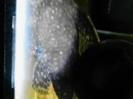 Fussy Bristlenose Female Pleco Prob